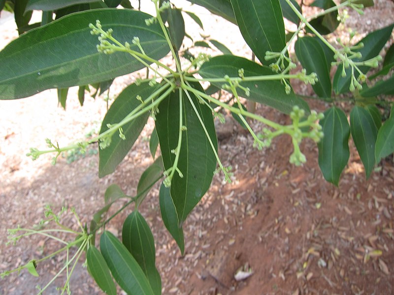 File:Cinnamomum verum J. Presl, Cinnamomum zeylanicum Nees - കറുക, കറുകപ്പട്ട 05.jpg