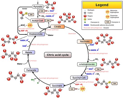 Citric acid cycle noi