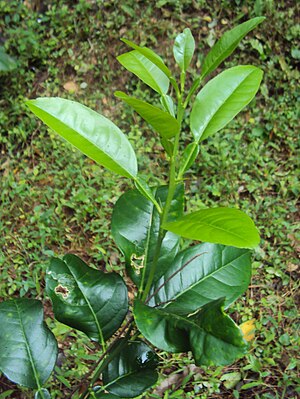 Citrus aurantifolia leaves.jpg