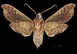 Cizara ardeniae (coprosma hawk moth), specimen male ventral