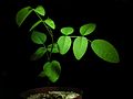 Clitoria ternatea20130624 08.jpg