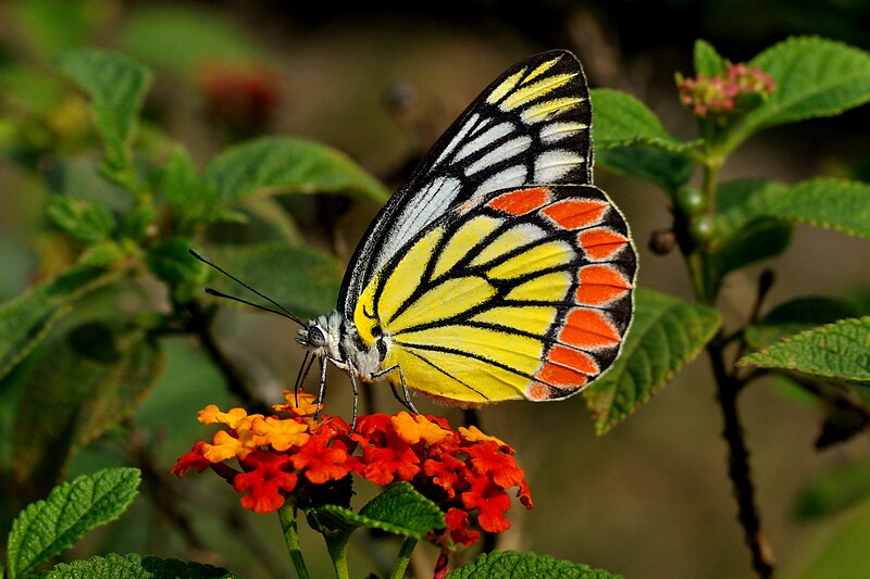 File:Close wing position of Delias eucharis Drury, 1773 – Indian Jezebel WLB DSC 0118 .jpg