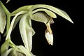 Coelogyne assamica