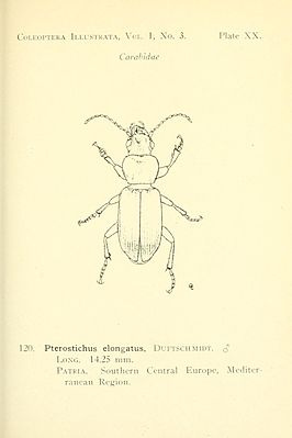 Pterostichus elongatus