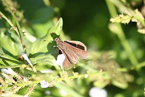 Common Mellana (Quasimellana eulogius).jpg