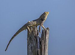 Common garden lizard (Calotes versicolor) female Phang Nga.jpg