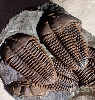 <span class="mw-page-title-main">Ptychopariina</span> Suborder of trilobites (fossil)