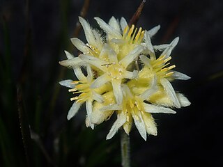 <i>Conostylis seminuda</i> Species of flowering plant