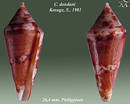 Conus dondani