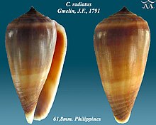 Conus radiatus Gmelin, J.F., 1791 Conus radiatus 3.jpg