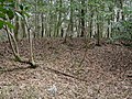 Thumbnail for File:Cooner's Cattle Mound SC NPS.jpg