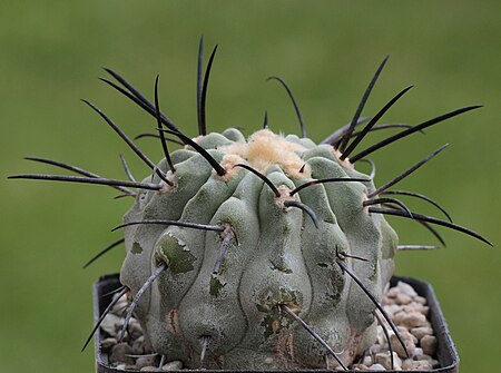 Tập_tin:Copiapoa_dealbata_AW_84_(7302046388).jpg