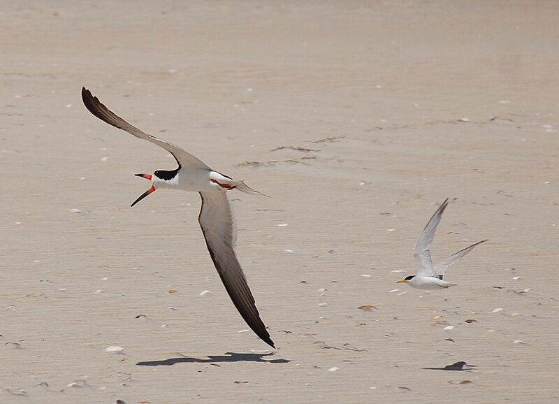 File:Core Banks - Black Skimmer chased by Least Tern - 02.JPG