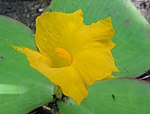 Costus Spectabilis, Nigeria's national flower