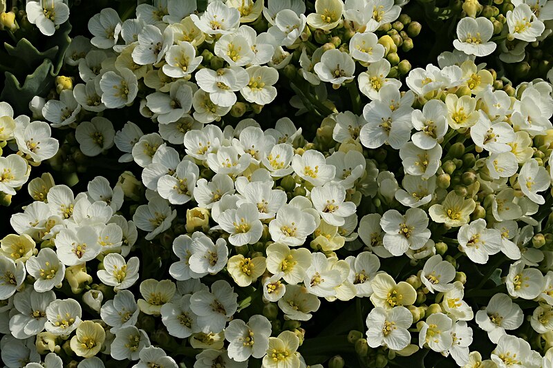 File:Crambe maritima, Sea Kale, Red Wharf Bay, North Wales, May 2019.jpg