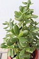 Crassula ovata' во Ботаничката градина на ПМФ во Скопје.