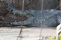 Crocodylus moreletii in Tiergarten Schönbrunn 24 July 2020 JM (1).jpg