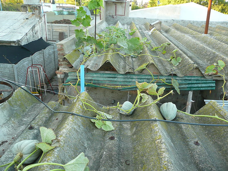 File:Cucurbita maxima Zapallo Plomo semillería Costanzi - 2014 03 28 - squash H I N P on the roof.JPG