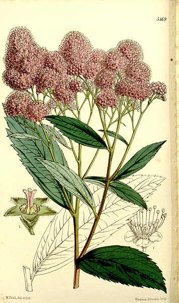 File:Curtis's botanical magazine (Tab. 5169) (9441833113).jpg