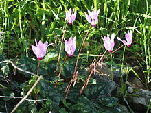 Cyclamen (Cyclamen persicum) Cyclamen flower, December 2014.jpg