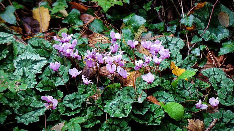 File:Cyclamen in Elatia forest.jpg