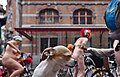 * Nomination Cyclonudista (World Naked Bike Ride Brussels) 2018: dog in an electric wheelchair basket shutting their eyes, cyclists are heading towards Place de la Bourse NSFWTAG --Trougnouf 19:52, 24 June 2018 (UTC) * Decline Only part of the dog is shown and the background is chaotic. --Peulle 21:42, 24 June 2018 (UTC)