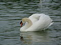 Cygne sur le Rhin