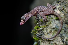 Kuvan kuvaus Cyrtodactylus sumonthai Khao Wongin kansallispuistossa.jpg.
