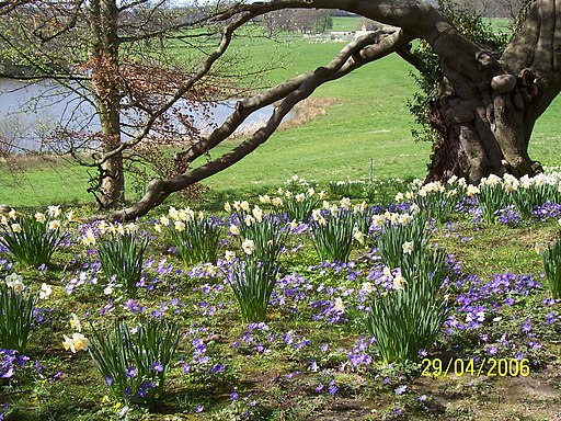 Daffodils at Ripley Castle - panoramio