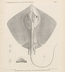 Dasyatis navarrae(STEINDACHNER,1892).jpg