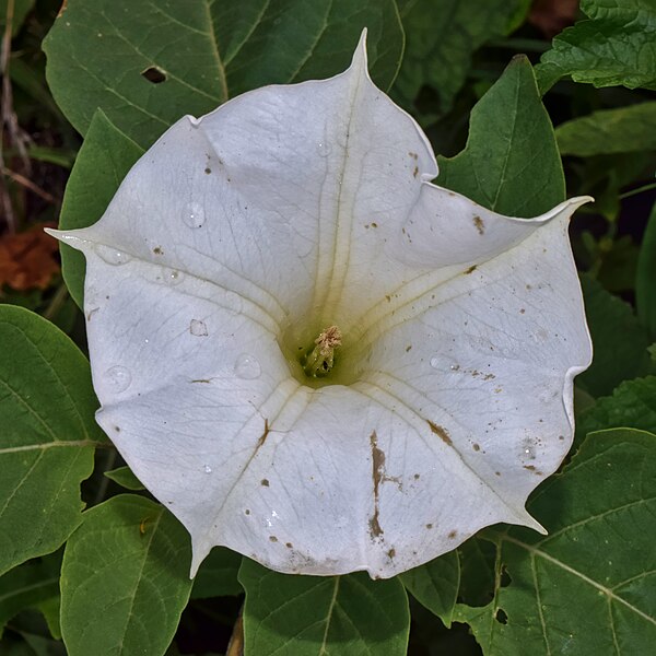 File:Datura inoxia - Rouge National Urban Park.jpg