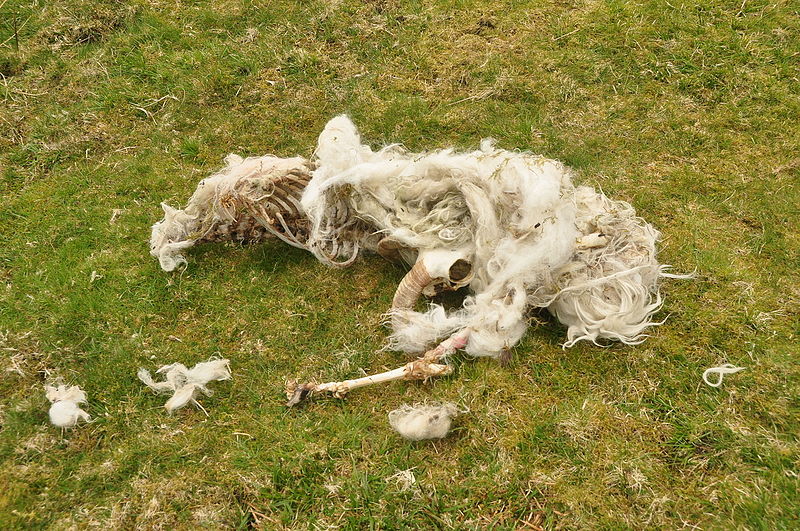 File:Dead sheep near New Waste (4409).jpg