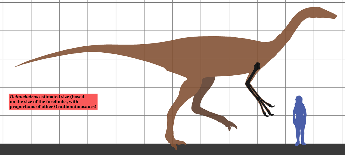 File:Deinocheirus UDL.png - Wikipedia