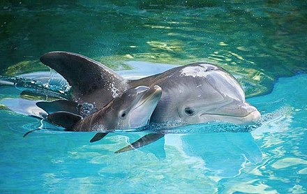 The common bottlenose dolphin is a frequent visitor to the waters of the Albanian Adriatic and Ionian Sea Coasts.