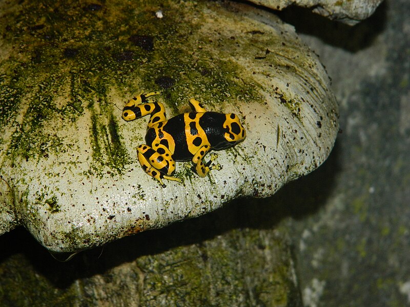 File:Dendrobates leucomelas "Banded".JPG