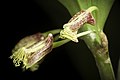 Dendrobium comatum