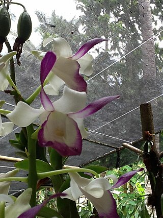 <i>Dendrobium taurinum</i> Species of orchid