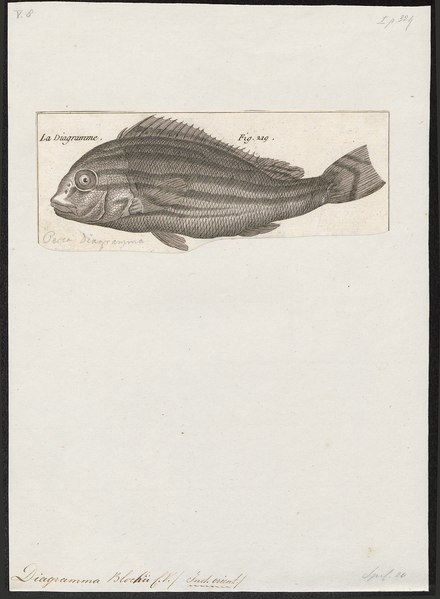 File:Diagramma blochii - - Print - Iconographia Zoologica - Special Collections University of Amsterdam - UBA01 IZ13000189.tif