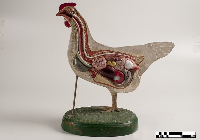 File:Didactic model of a chicken--FMVZ USP-29.jpeg