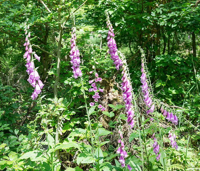 File:Digitalis purpurea - Purple Foxglove - Roter Fingerhut - Hesse - Germany - 19.jpg