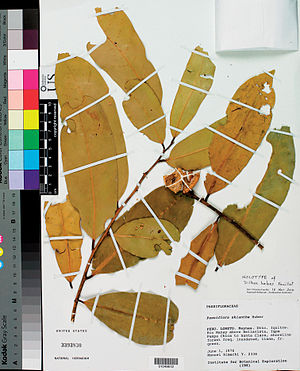 Holotype Herbarium from Dilkea hebes