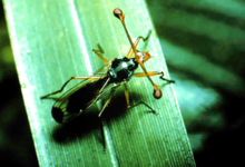 Diopsidae (Cyclorrhapha: Schizophora: Acalyptratae: Diopsoidea)