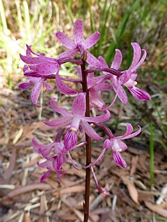 <i>Dipodium roseum</i> Species of orchid