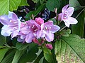 Rózsalonc (Weigela florida)