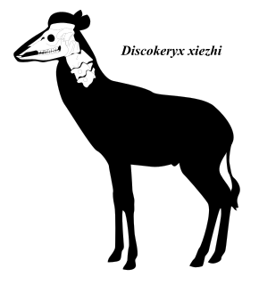 <i>Discokeryx</i> Genus of extinct artiodactyl mammals from the early Miocene