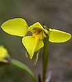 Diuris monticola