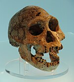 Dmanisi skull.JPG