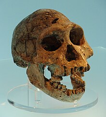 Another view of Dmanisi Skull 3 (D2700 & D2735) Dmanisi skull.JPG