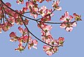 Dogwood blossoms - Flickr - Muffet.jpg