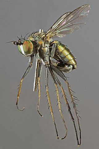 <i>Dolichopus vitripennis</i> Species of fly